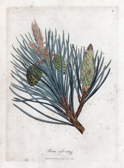 الصنوبر الاسكتلندي - التنوب الاسكتلندي أو الصنوبر الاسكتلندي ، Pinus sylvestris. نقش على لوح نحاسي ملون يدويًا من رسم نباتي رسمه جيمس سوربي من ويليام وودفيل والسير ويليام جاكسون هوكر "" علم النبات الطبي ، "جون بون ، لندن بواسطة جيمس سويربي
