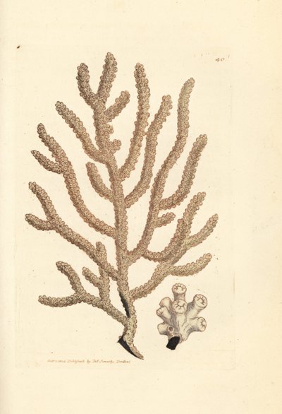 مروحة البحر ، أنواع Gorgonia (Slender gorgonia ، Gorgonia vitalityis؟). نقش على لوح نحاسي ملون يدويًا بواسطة James Sowerby من The Miscellany البريطاني ، أو أشكال ملونة لموضوعات حيوانية جديدة أو نادرة أو قليلة الشهرة. بواسطة جيمس سويربي
