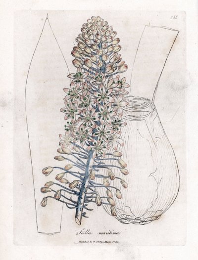 بصل البحر أو البسكويت ، Drimia maritima. نقش على لوح نحاسي ملون يدويًا من رسم نباتي رسمه جيمس سوربي من ويليام وودفيل والسير ويليام جاكسون هوكر "" علم النبات الطبي ، "جون بون ، لندن بواسطة جيمس سويربي