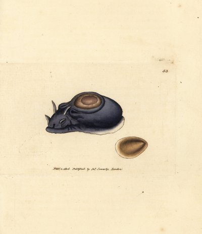 سبيكة البحر أو أرنب البحر ، Aplysia punctata (Aplysia hybrida). نقش على لوح نحاسي ملون يدويًا بواسطة James Sowerby من The British Miscellany ، أو أشكال ملونة لموضوعات حيوانية جديدة أو نادرة أو غير معروفة. بواسطة جيمس سويربي