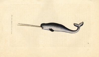 وحيد القرن البحر أو الكركدن ، Monodon monoceros. عينة نادرة ذات أنياب مزدوجة. نقش على لوح نحاسي ملون يدويًا بواسطة James Sowerby من The British Miscellany ، أو أشكال ملونة لموضوعات حيوانية جديدة أو نادرة أو غير معروفة. بواسطة جيمس سويربي