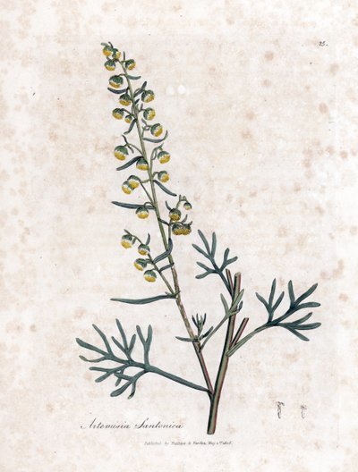السائل المنوي مضاد أو semencine أو sagebrush من Judee - Santonica ، Artemisia cina. نقش على لوح نحاسي ملون يدويًا من رسم نباتي رسمه جيمس سوربي من ويليام وودفيل والسير ويليام جاكسون هوكر "" علم النبات الطبي ، "جون بون ، لندن بواسطة جيمس سويربي