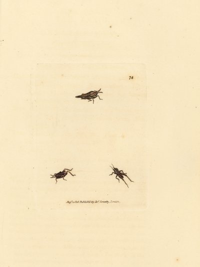 جندب نحيف ، Tetrix subulata (أكريديوم على شكل AWL ، أكريديوم سوبولاتوم). نقش على لوح نحاسي ملون يدويًا بواسطة James Sowerby من The British Miscellany ، أو أشكال ملونة لموضوعات حيوانية جديدة أو نادرة أو غير معروفة. بواسطة جيمس سويربي