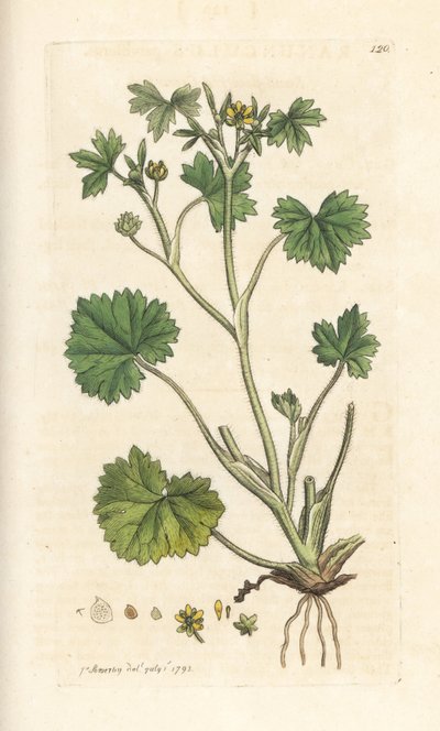 حوذان زهرة صغيرة ، Ranunculus parviflorus (الحوذان) نقش على لوح نحاسي ملون يدويًا بعد رسم توضيحي لجيمس سوربي من علم النبات الإنجليزي لجيمس سميث ، لندن بواسطة جيمس سويربي