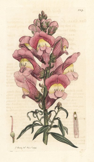 Snapdragon ، Antirrhinum majus نقش على صفيحة نحاسية ملونة يدويًا بعد رسم توضيحي بواسطة James Sowerby من علم النبات الإنجليزي لجيمس سميث ، لندن بواسطة جيمس سويربي