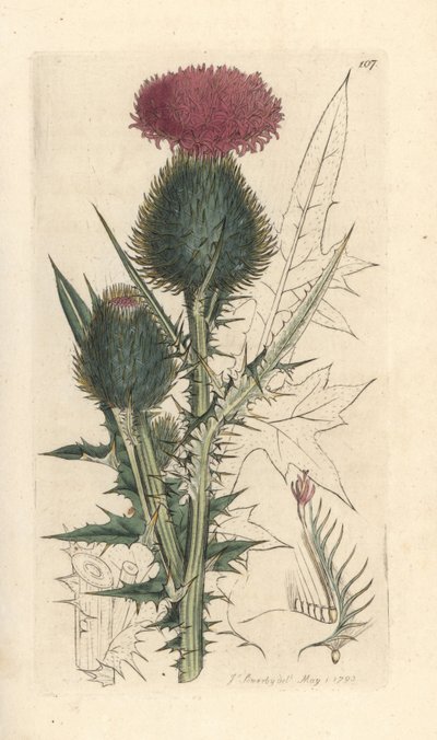 شوك الرمح ، Cirsium vulgare (Carduus lanceolatus) (Cirse الشائعة) نقش على لوح نحاسي ملون يدويًا بعد رسم توضيحي بواسطة James Sowerby من علم النبات الإنجليزي لجيمس سميث ، لندن بواسطة جيمس سويربي