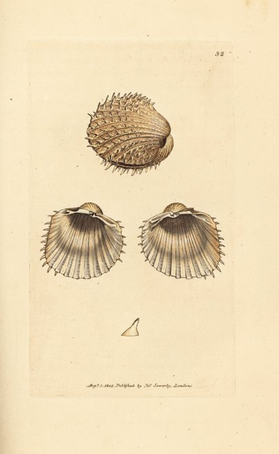 كوكل شوكي ، Acanthocardia aculeata (Cardium spinosum). نقش على لوح نحاسي ملون يدويًا بواسطة James Sowerby من The British Miscellany ، أو أشكال ملونة لموضوعات حيوانية جديدة أو نادرة أو غير معروفة. بواسطة جيمس سويربي
