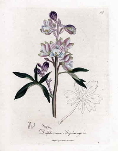 Staphisegar أو العشب مع القمل أو العشب مع العنب البري أو النقرس - النخلة larkspur أو stavesacre ، Delphinium staphisagria. نقش على صفيحة نحاسية ملونة يدويًا من رسم توضيحي نباتي بواسطة James Sowerby من William Woodville و Sir William Jackson H بواسطة جيمس سويربي