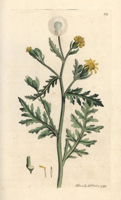 تربة كريهة الرائحة أو لزجة، Senecio viscosus (senecon لزج) نقش على صفيحة نحاسية ملونة يدويًا بعد رسم توضيحي لجيمس سويربي من علم النبات الإنجليزي لجيمس سميث، لندن بواسطة جيمس سويربي