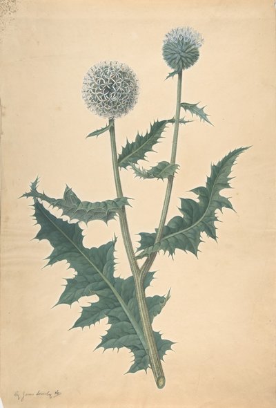 دراسة عن شوك قبل 1822. بواسطة جيمس سويربي