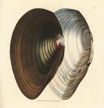 بلح البحر ، Anodonta stagnalis (Mytilus stagnalis). نقش على لوح نحاسي ملون يدويًا بواسطة James Sowerby من The British Miscellany ، أو أشكال ملونة لموضوعات حيوانية جديدة أو نادرة أو غير معروفة. بواسطة جيمس سويربي