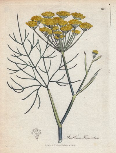 شمر حلو (أو شمر بروفانس). نقش نحاسي ملون يدويًا من رسم لجيمس سوربي (1757-1822) في Botanique Medicinale بواسطة جيمس سويربي