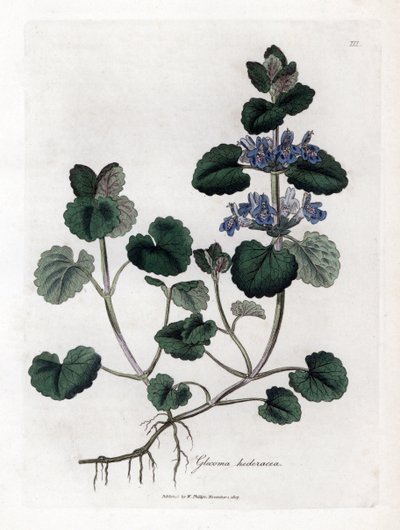 اللبلاب الأرضي - اللبلاب الأرضي ، Glecoma hederacea. نقش على لوح نحاسي ملون يدويًا من رسم نباتي رسمه جيمس سوربي من ويليام وودفيل والسير ويليام جاكسون هوكر "" علم النبات الطبي ، "جون بون ، لندن بواسطة جيمس سويربي