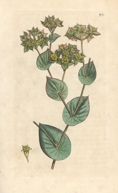 رمي الشمع ، Bupleurum rotundifolium. نقش على لوح نحاسي ملون يدويًا بعد رسم توضيحي لجيمس سوربي من علم النبات الإنجليزي لجيمس سميث ، لندن بواسطة جيمس سويربي