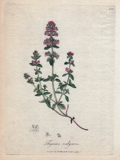 الزعتر (Thymus vulgaris). نقش نحاسي ملون يدويًا من رسم توضيحي لجيمس سوربي. مقتطفات من كتاب ويليام وودفيل والسير ويليام جاكسون هوكر "" Botanique Medicinale "" 1832. اجتذب Sowerby الذي لا يكل (1757-1822) أكثر من 2500 رر. بواسطة جيمس سويربي