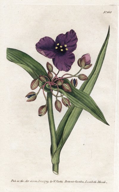 Tradescantia ou setcreasee - مطبوعات حجرية لجيمس سوربي (1757-1822) ، من مجلة ويليام كيرتس النباتية (1746-1799) بواسطة جيمس سويربي