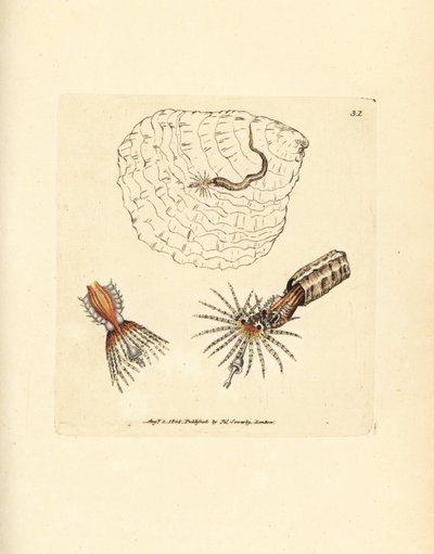 دودة المروحة الحلقيّة لبناء الأنبوب ، Spirobranchus triqueter. نقش على لوح نحاسي ملون يدويًا بواسطة James Sowerby من The British Miscellany ، أو أشكال ملونة لموضوعات حيوانية جديدة أو نادرة أو غير معروفة. بواسطة جيمس سويربي