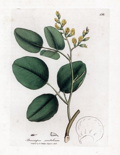 Variete of fabacee (بقولي) - خشب الصندل الأحمر ، Pterocarpus santalinus. نقش على لوح نحاسي ملون يدويًا من رسم نباتي رسمه جيمس سوربي من ويليام وودفيل والسير ويليام جاكسون هوكر "" علم النبات الطبي ، "جون بون ، لندن بواسطة جيمس سويربي