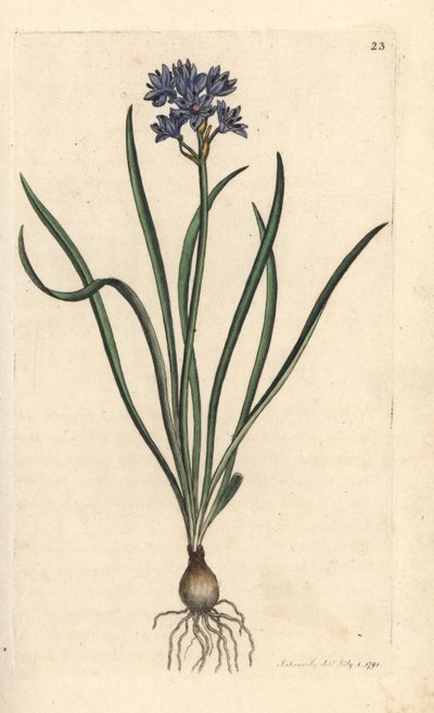 ربيعي أو ربيع البسكويت ، Scilla verna (Spring Scille) نقش على لوح نحاسي ملون يدويًا بعد رسم توضيحي بواسطة James Sowerby من علم النبات الإنجليزي لجيمس سميث ، لندن بواسطة جيمس سويربي