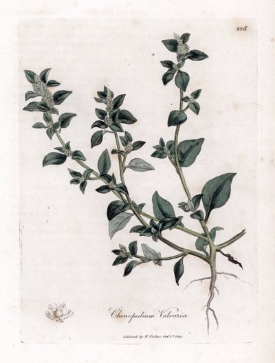 Vuvaire - قدم الأوز النتن ، Chenopodium vulvaria. نقش على لوح نحاسي ملون يدويًا من رسم نباتي رسمه جيمس سوربي من ويليام وودفيل والسير ويليام جاكسون هوكر "" علم النبات الطبي ، "جون بون ، لندن بواسطة جيمس سويربي