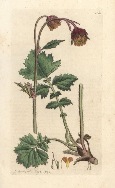 أفينز مائية ، Geum rivale نقش على لوح نحاسي ملون يدويًا بعد رسم توضيحي بواسطة James Sowerby من علم النبات الإنجليزي لجيمس سميث ، لندن بواسطة جيمس سويربي