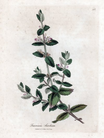 Water germandree - جرثومة الماء ، Teucrium scordium. نقش على لوح نحاسي ملون يدويًا من رسم نباتي رسمه جيمس سوربي من ويليام وودفيل والسير ويليام جاكسون هوكر "" علم النبات الطبي ، "جون بون ، لندن بواسطة جيمس سويربي