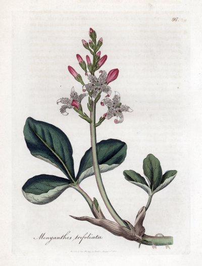 ماء ثلاثي الفصوص أو الحنطة ، Menyanthes trifoliata. نقش على لوح نحاسي ملون يدويًا من رسم نباتي رسمه جيمس سوربي من ويليام وودفيل والسير ويليام جاكسون هوكر "" علم النبات الطبي ، "جون بون ، لندن بواسطة جيمس سويربي