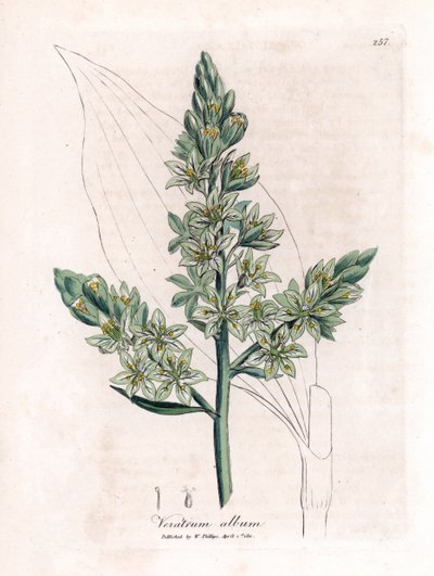 White Veratre (خربق أبيض سابقًا) - White hellebore ، ألبوم Veratrum. نقش على لوح نحاسي ملون يدويًا من رسم نباتي رسمه جيمس سوربي من ويليام وودفيل والسير ويليام جاكسون هوكر "" علم النبات الطبي ، "جون بون ، لندن بواسطة جيمس سويربي