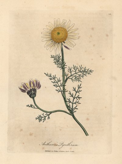 البابونج الأبيض والأصفر الإسباني ، Anthemis pyrethrum بواسطة جيمس سويربي