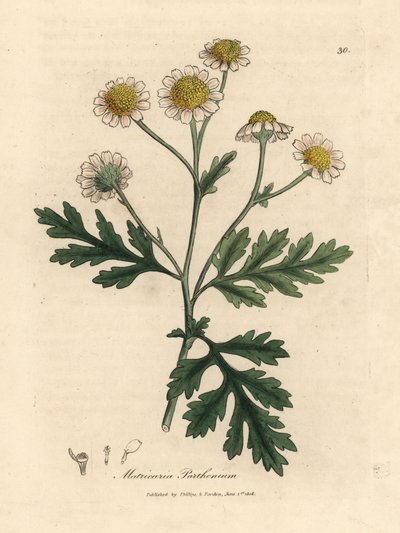 زهرة الأقحوان البيضاء والصفراء المزهرة ، Matricaria parthenium بواسطة جيمس سويربي
