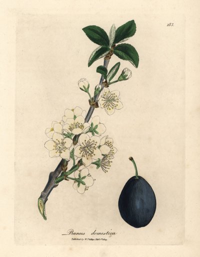 الزهر الأبيض وفاكهة البرقوق أو شجرة البرقوق ، Prunus domestica بواسطة جيمس سويربي