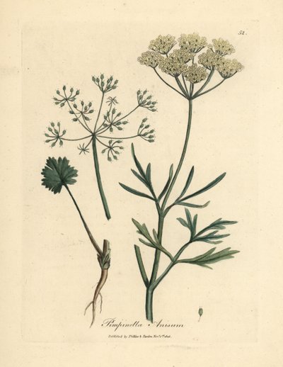 اليانسون الأبيض المزهر ، Pimpinella anisum بواسطة جيمس سويربي