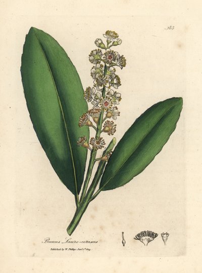 شجرة غار الكرز البيضاء المزهرة ، Prunus laurocerasus بواسطة جيمس سويربي
