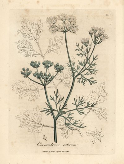 كزبرة بيضاء مزهرة ، Coriandrum sativum بواسطة جيمس سويربي