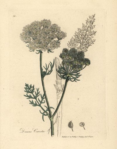 نبات الجزر البري الأبيض المزهر ، Daucus carota بواسطة جيمس سويربي