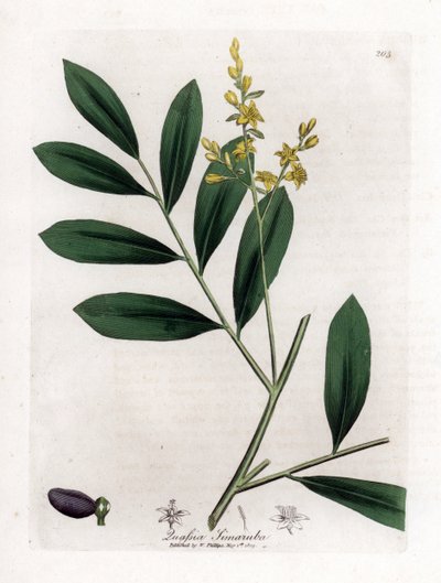 الماهوجني الأبيض أو ماروبا - Simaruba ، Simarouba amara. نقش على لوح نحاسي ملون يدويًا من رسم نباتي رسمه جيمس سوربي من ويليام وودفيل والسير ويليام جاكسون هوكر "" علم النبات الطبي ، "جون بون ، لندن بواسطة جيمس سويربي