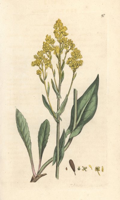 Woad، Isatis tinctoria (Pastel des Dyers ou guede) نقش على صفيحة نحاسية ملونة يدويًا بعد رسم توضيحي لجيمس سويربي من علم النبات الإنجليزي لجيمس سميث، لندن بواسطة جيمس سويربي