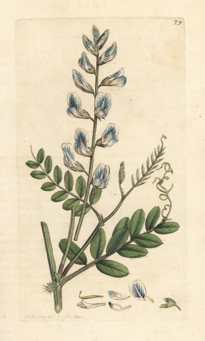 البيقية الخشبية ، Vicia sylvatica (vesce des bois) نقش على لوح نحاسي ملون يدويًا بعد رسم توضيحي لجيمس سوربي من علم النبات الإنجليزي لجيمس سميث ، لندن بواسطة جيمس سويربي