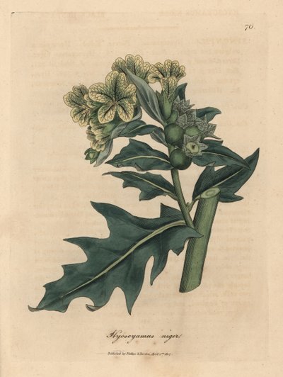 الهنبان الأسود الأصفر المزهر ، Hyoscyamus niger بواسطة جيمس سويربي