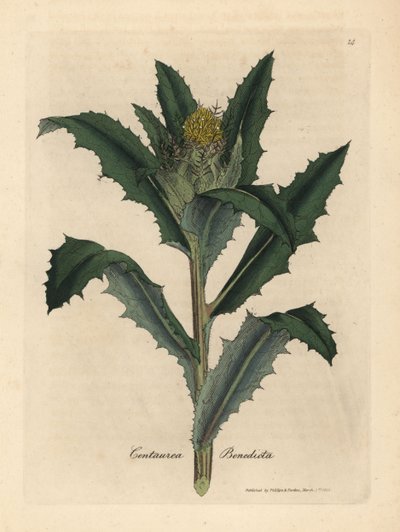 مباركة صفراء مزهرة أو شوك مقدس ، Centaurea benedicta بواسطة جيمس سويربي