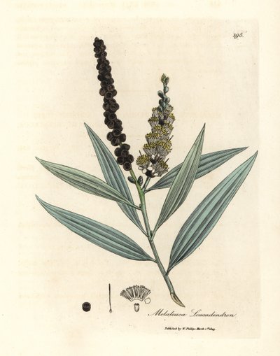 شجرة كاجيبوت ذات أزهار صفراء، Melaleuca leucadendron بواسطة جيمس سويربي