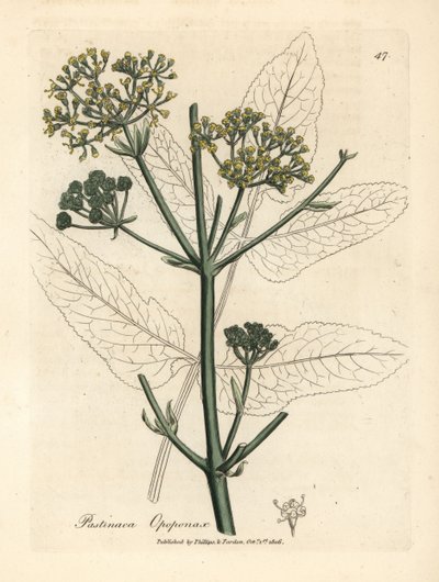 opopanax أصفر مزهر أو الجزر الأبيض الخام ، Pastinaca opopanax بواسطة جيمس سويربي