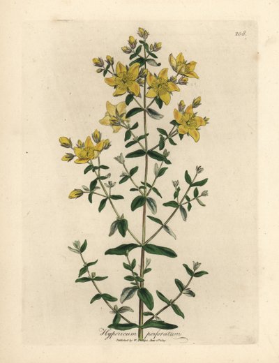 نبتة سانت جون المثقبة باللون الأصفر ، Hypericum perforatum بواسطة جيمس سويربي