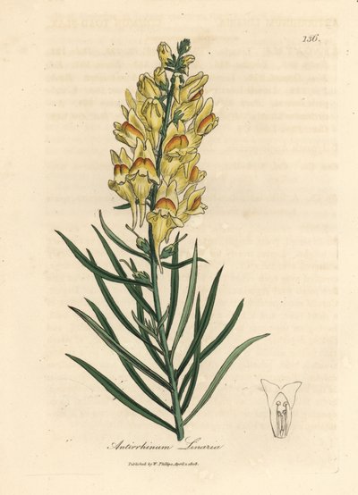 أنف العجل أصفر مزهر ، Antirrhinum linaria بواسطة جيمس سويربي