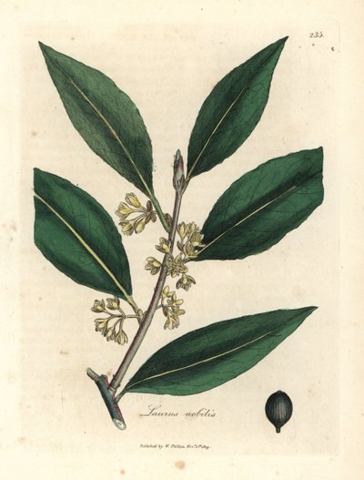 أوراق غار حلوة صفراء مزهرة ، Laurus nobilis بواسطة جيمس سويربي