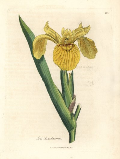 علم الماء الأصفر ، Iris pseudacorus بواسطة جيمس سويربي