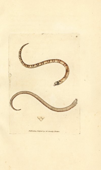 ثعبان صغير أملس ، Coronella austriaca (ثعبان Dumfriesshire ، Coluber dumfrisiensis). نقش على لوح نحاسي ملون يدويًا بواسطة James Sowerby من The British Miscellany ، أو أشكال ملونة لموضوعات حيوانية جديدة أو نادرة أو غير معروفة. بواسطة جيمس سويربي
