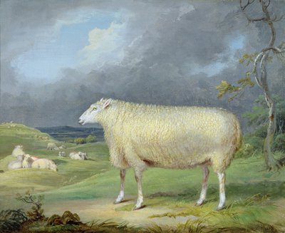 A Border Leicester Ewe (زيت على قماش) بواسطة جيمس وارد