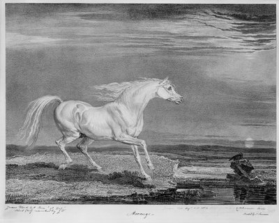 "Marengo" ، الشاحن المفضل لنابليون الأول ، حوالي 1815 بواسطة جيمس وارد