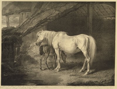 Primrose and Foal ، من الخيول المشهورة ، مجموعة من أربعة عشر طبعة سباق نشرت من قبل الفنان ، 1823-24 بواسطة جيمس بعد وارد